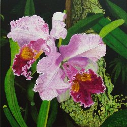Orquideas 2